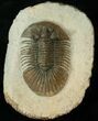 Bumpy Platyscutellum Trilobite With Axial Spines #17187-2